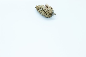 Spruce paint little bump located on a white background
