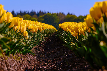Row of yellow tulips in Holland with blurred trees in the background