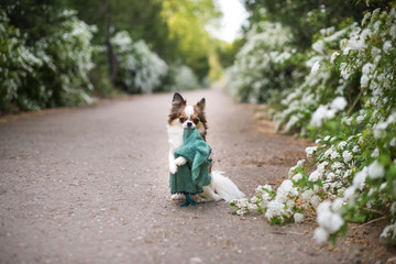 Obraz premium chihuahua in white flowers