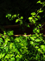 Tomato seedlings in cardboard boxes are in the greenhouse. Preparing for the planting season. Green leaves of seedlings in the bright sun. Growing organic vegetables on a farm or vegetable garden