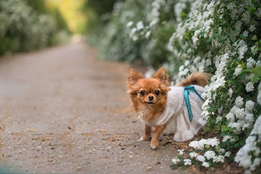 chihuahua in white flowers