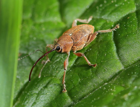 insecta, makro, badgered, k&auml;fer, natur, green, tier, blatt, close up, wild lebende tiere, close up, braun, gering, sommer, fliege, pests, antenne, r&uuml;sselk&auml;fer, garden, isoliert, wild, fauna, wei&szlig;, eic