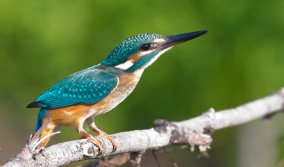 Common kingfisher, Alcedo atthis. A bird is preparing to take off from a branch