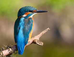 Common kingfisher, Alcedo atthis. The bird sitting on a branch above the water while waiting for fish