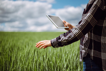 Young woman farmer wearing checkered shirt is checking harvest progress on a tablet at the green wheat field. New crop of wheat is growing. Agricultural and farm concept.