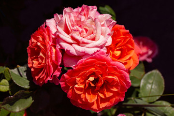 Bouquet de roses sauvages