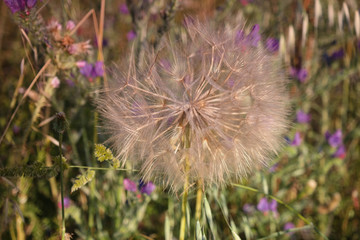 kwiat łąka natura makro bokeh © Katarzyna