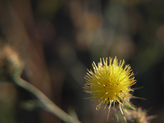 kwiat łąka natura makro bokeh © Katarzyna