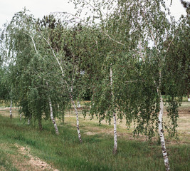 Obraz premium Birch grove. Birches grow in a row in the Park.