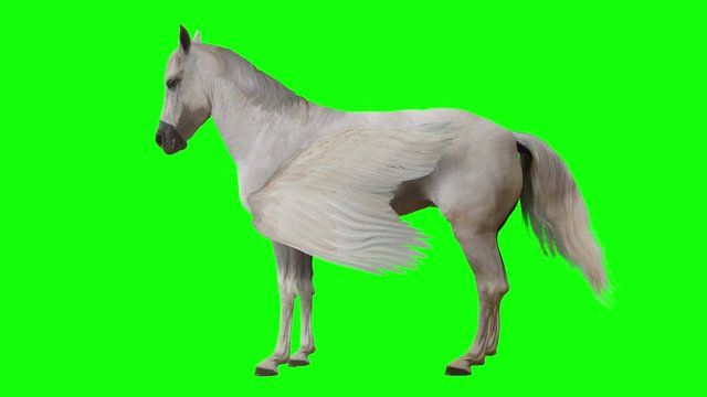 Pegasus and winged Unicorn stands on a transparent background. Isolated and cyclic animation. Green Screen