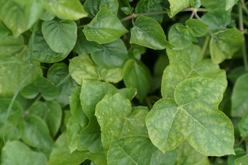 Viola odorata leaves knows as Sweet Violet, March Violet, Sweet Pansy, Wood Violet, Englist Violet, Florist's Violet and Garden Violet.