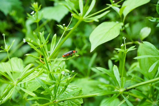 Cantharis rustica – soldier beetle in the free nature