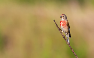Common linnet, Linaria cannabina. In the early morning, the male sits on a branch, the sun beautifully illuminates the model