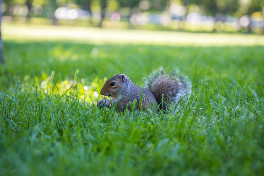 A Squirrel Has Missing Ears