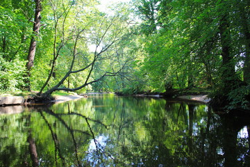 reflection of trees in water, отражение деревьев в воде