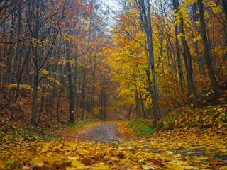 Road in the colorful autumn forest.