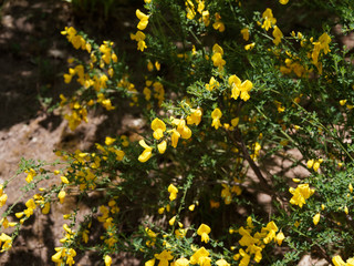 Cytisus scoparius or Common broom, attractive shrub in garden covered of golden yellow flowers