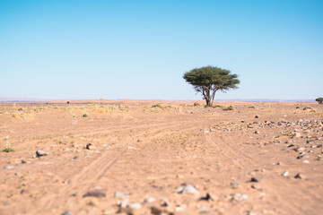 Fototapeta na wymiar Isolated acacia tree in the desert of Morocco with a blue sky at noon 