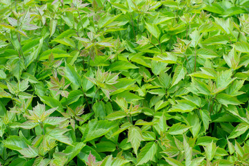 photo texture background green plant