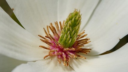 Magnolie, Baumblüte weiß