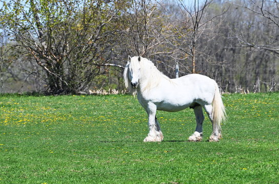 Old White Horse