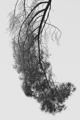 tree silhouette isolated on white