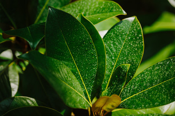 green leaf with water drops