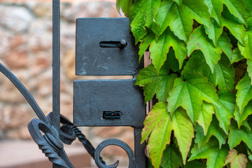 Green leaves of a climbing plant of wild grapes around a black metal door, a wicket fence against a...