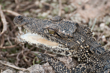 Youth crocodile