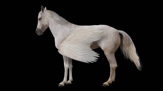 Pegasus and winged Unicorn stands realistic animation. Isolated video including alpha channel allows to add background in post-production. Element for visual effects.