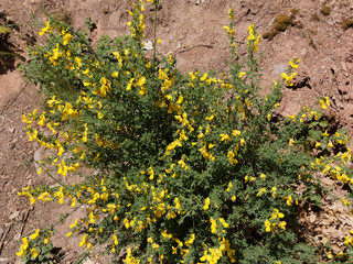 Cytisus scoparius or Common broom, attractive shrub in garden covered of golden yellow flowers