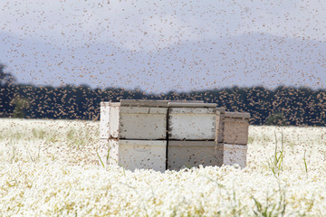 Many honeybees flying around beehives in a field of meadowfoam in the Willamette Valley of Oregon.