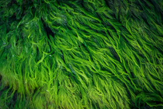  Green algae covered granite boulder in a riverbed. Background and texture. Swamp algae.