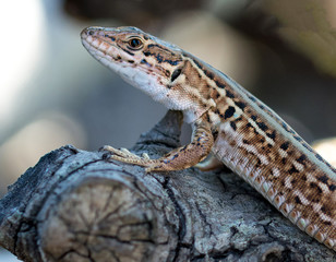 lizard 