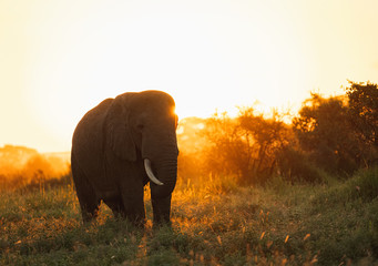Fototapeta na wymiar silhouette of african elephant in morning light in amboseli national park