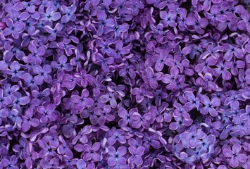 Fototapeta premium photo background texture purple lilac