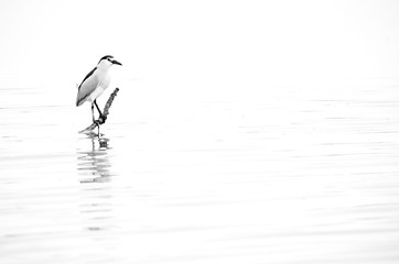 Black-crowned Night Heron at Tubli bay, a highkey image.
