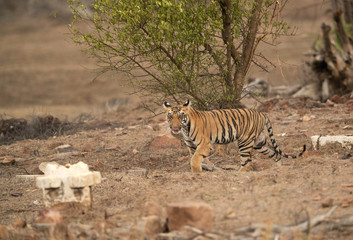 Tiger cub in the mind of remains of houses at  Tadoba Andhari Tiger Reserve, India