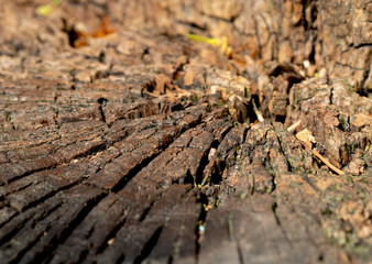 the old tree's trunk closeup view