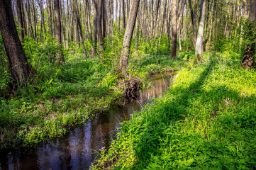 A small calm river in the forest, a lot of green bushes and grass. Soft focus