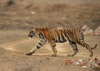 Fototapeta na wymiar Tiger cub walking at Tadoba Andhari Tiger Reserve, India
