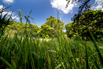 Woodland in summer day