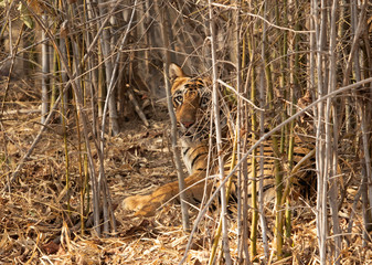 Tiger resting inside bamboo forest of Tadoba Andhari Tiger Reserve, India
