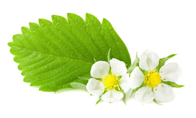 strawberry green leaf with flowers isolated on white background