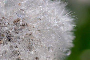 Blooming dandelion seed head with waterdrops close up. Spring flower of dandelion macro photo