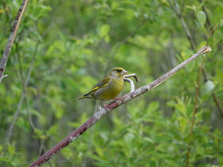 Obraz premium greenfinch (Carduelis chloris)