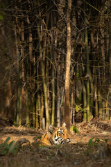 Tiger cub in a water hole at Tadoba Andhari Tiger Reserve, India