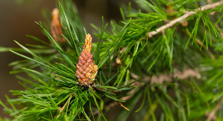 Fototapeta na wymiar Flowering pine branch, the formation of cones, green needles