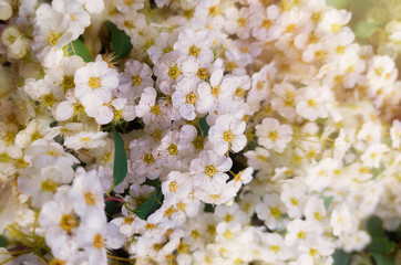 Beautiful flowers of a spirea plant in the sunshine closeup.