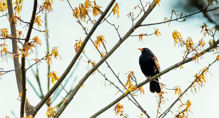 Common Starling sitting on the tree branch. Fresh new leaves in spring
